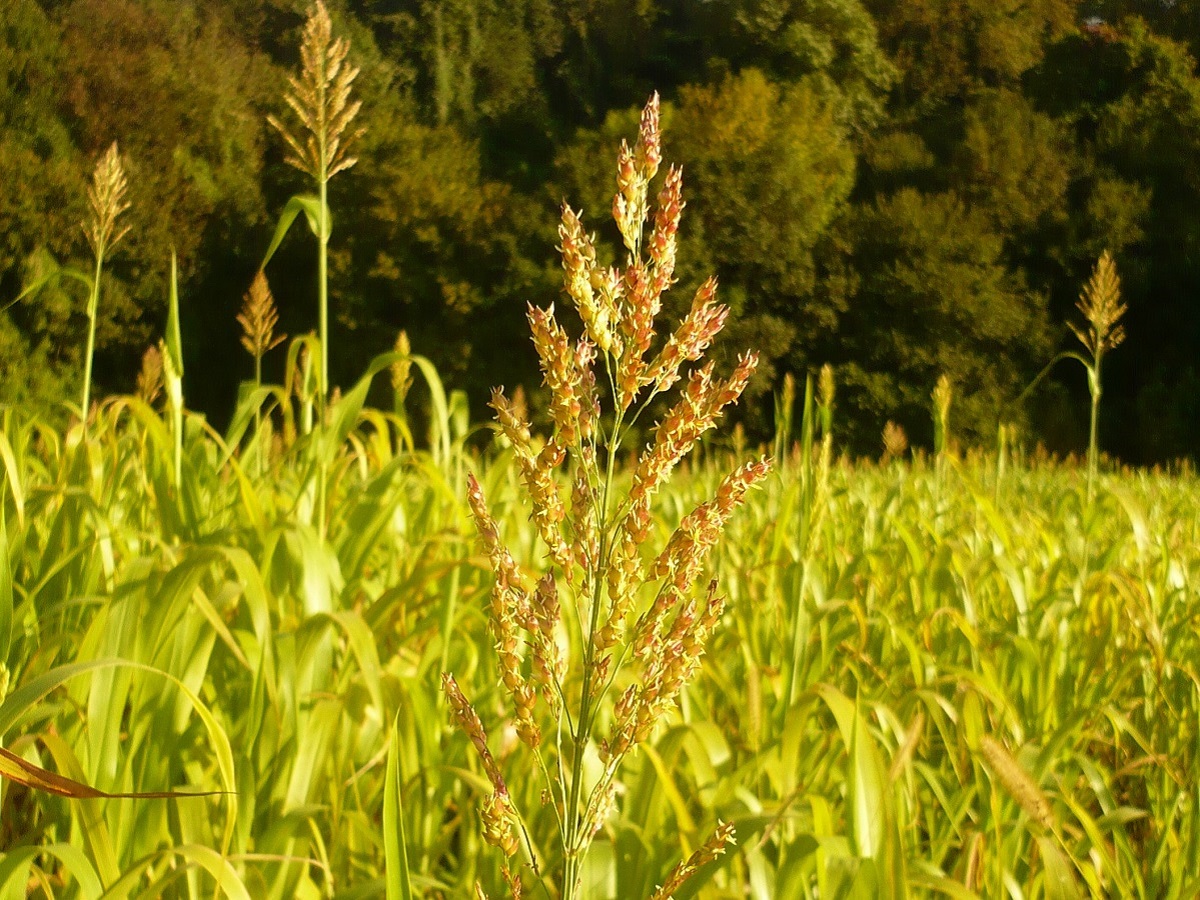 Sorghum bicolor (Poaceae)